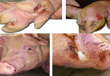 Lở Mồm Long Móng Với Tỷ Lệ Mắc Lên Đến 65%