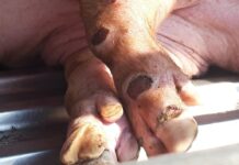 Kiểm Soát Dịch Lở Mồm Long Móng Toàn Diện Cho Vật Nuôi