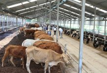 Giải pháp tối ưu giúp vật nuôi TĂNG TRƯỞNG – LỚN NHANH – KHÔNG LO BỆNH TẬT