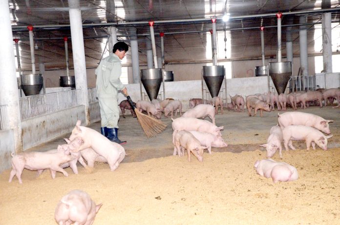 images1913196_cham_soc_heo_1