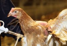 Đánh bay nhiễm khuẩn – Bảo vệ vật nuôi khỏi nguy cơ tử vong!